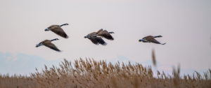 Flock of Canadian geese flying around the Great Salt Lake in Utah, the US